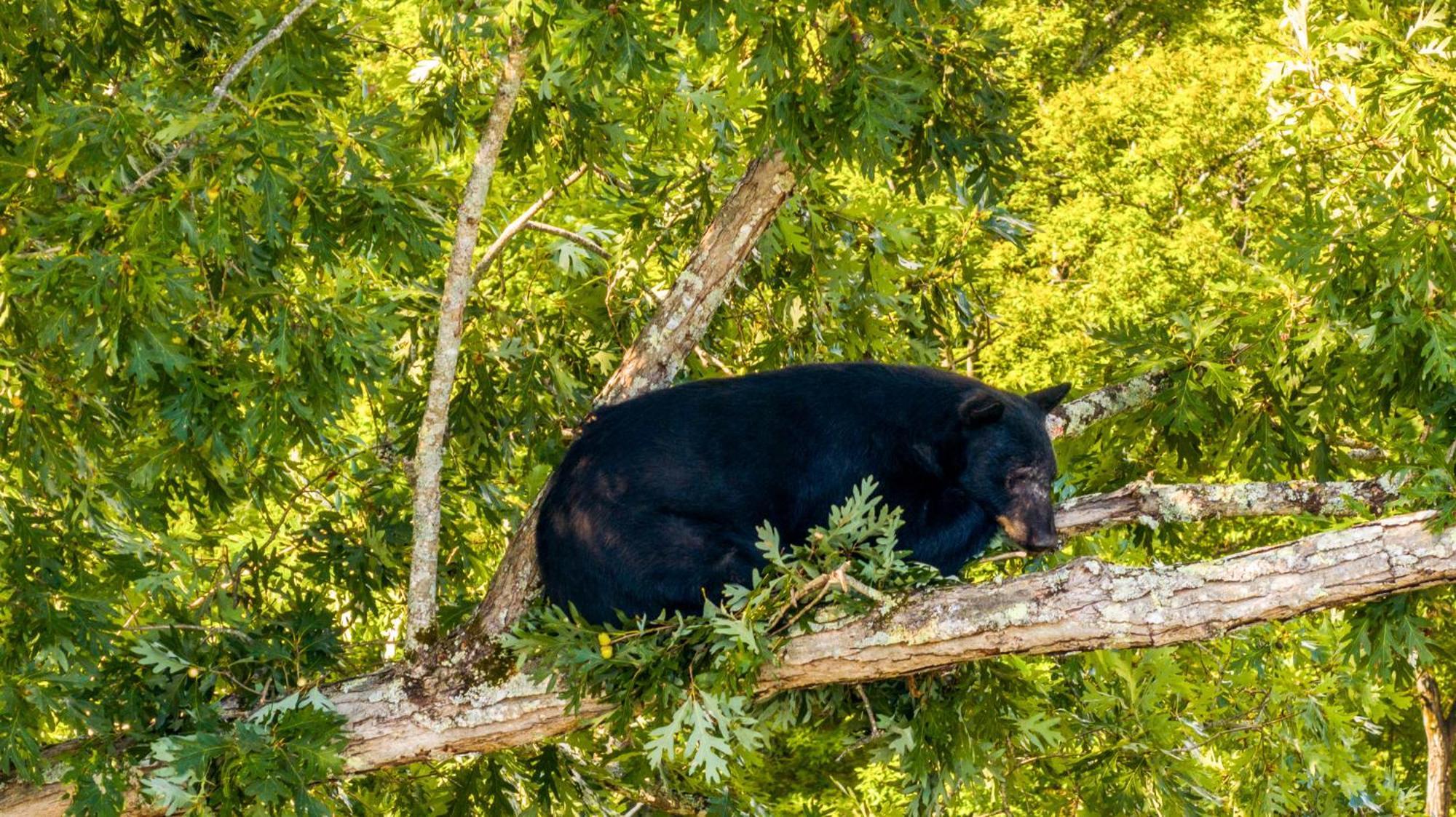 Baloo'S Bungalow Gatlinburg Luaran gambar